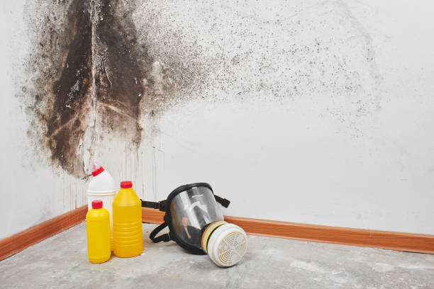 Best Mold Cleaning Services  in Morristown, TN