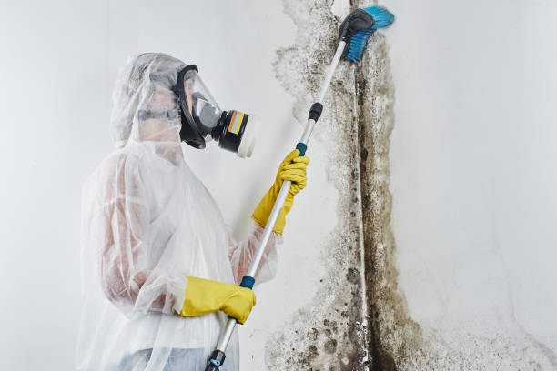 Best Black Mold Removal  in Morristown, TN