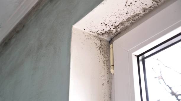 Best Mold Testing  in Morristown, TN