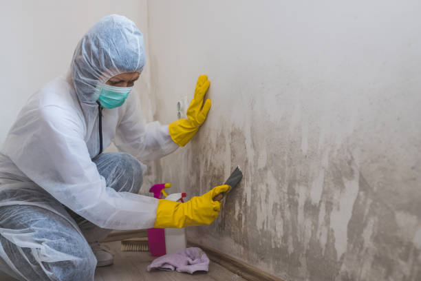 Best Certified Mold Removal  in Morristown, TN