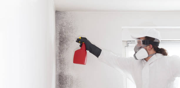 Best Home Mold Removal  in Morristown, TN