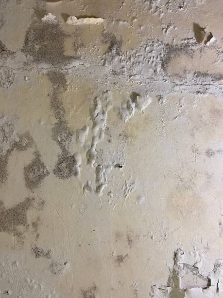 Best Office Mold Removal Services  in Morristown, TN