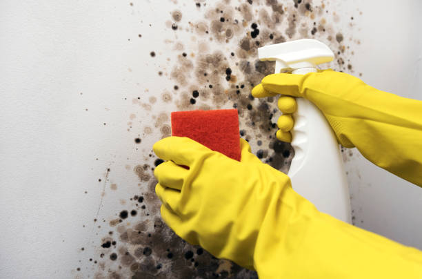 Best Toxic Mold Removal  in Morristown, TN