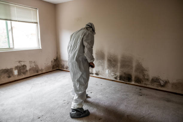 Best Residential Mold Removal  in Morristown, TN