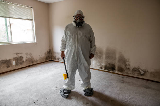 Mold Removal Process in Morristown, TN