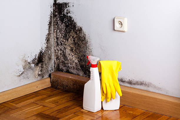 Best Black Mold Removal  in Morristown, TN