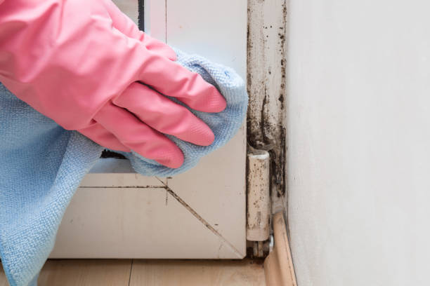 Best Mold Testing  in Morristown, TN