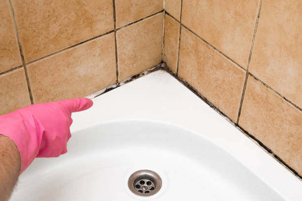 Attic Mold Removal in Morristown, TN